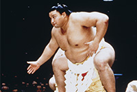 Japanese Sumo Wrestler